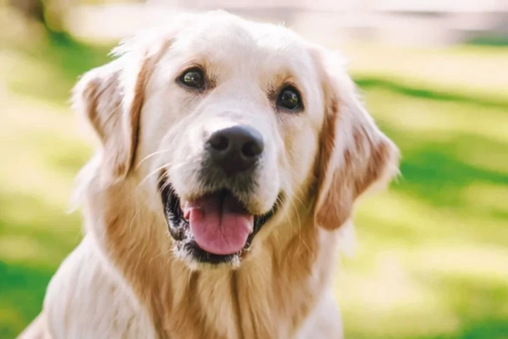 Boşanma Davalarında Evcil Hayvanların Hukuki Durumu ve “Velayeti”